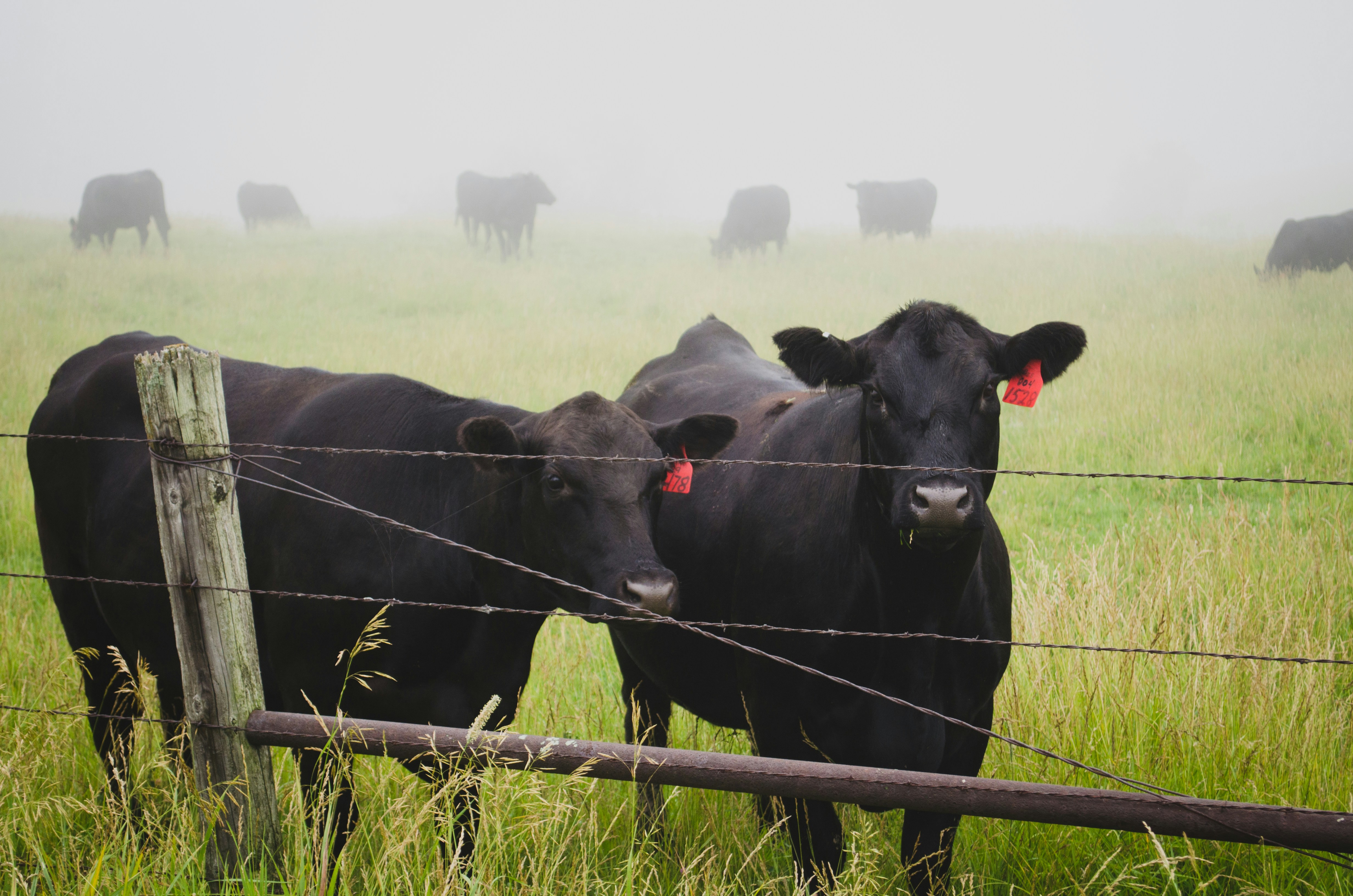 Why Does Zweber Farms Choose 100% Grass Fed Cattle?