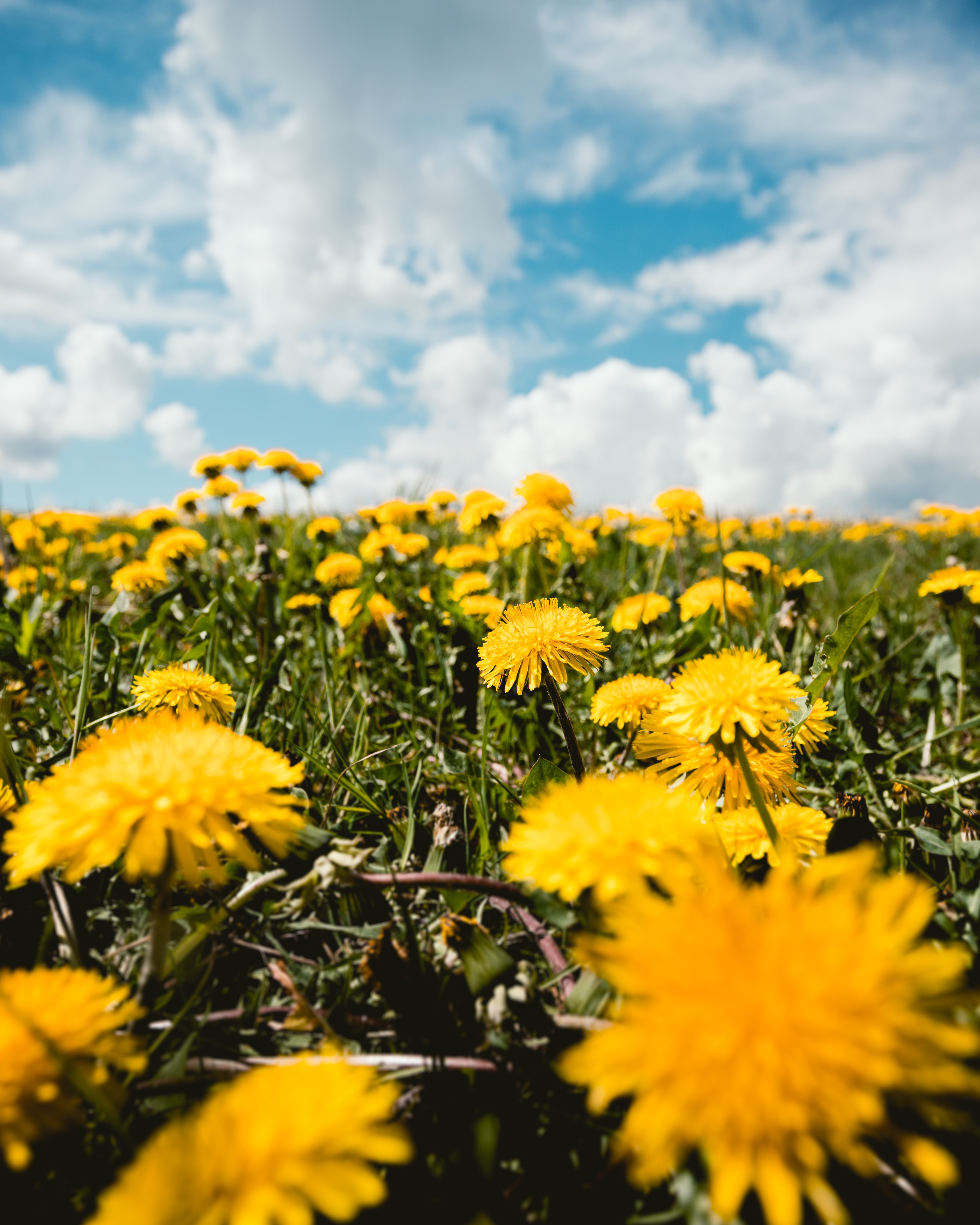 Dandelions – From Foe to Friend
